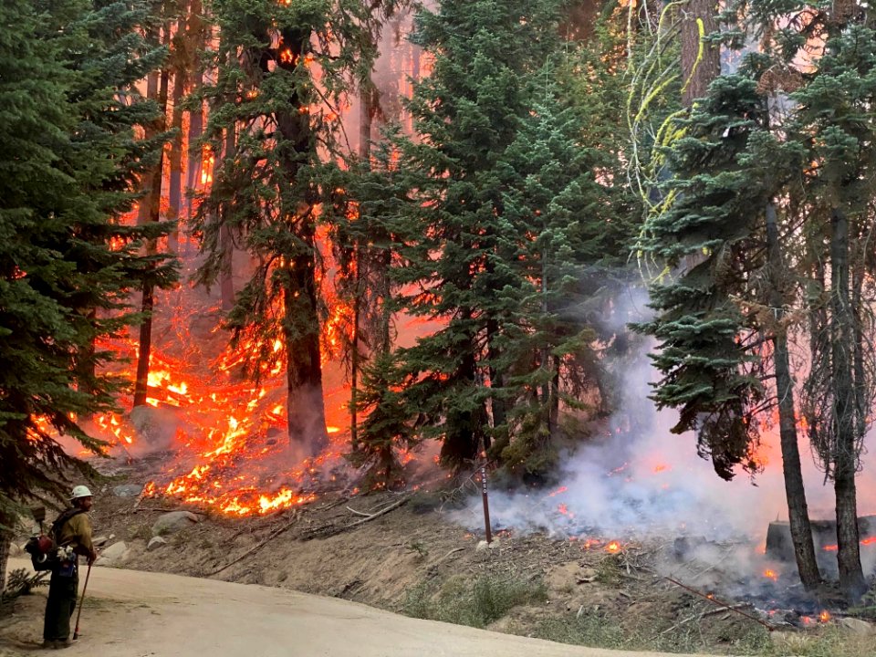 Fire in Sequoia National Forest