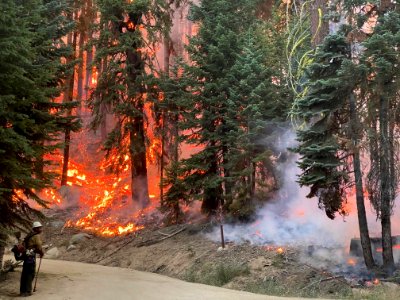 Fire in Sequoia National Forest