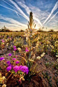 Desert Lily Preserve