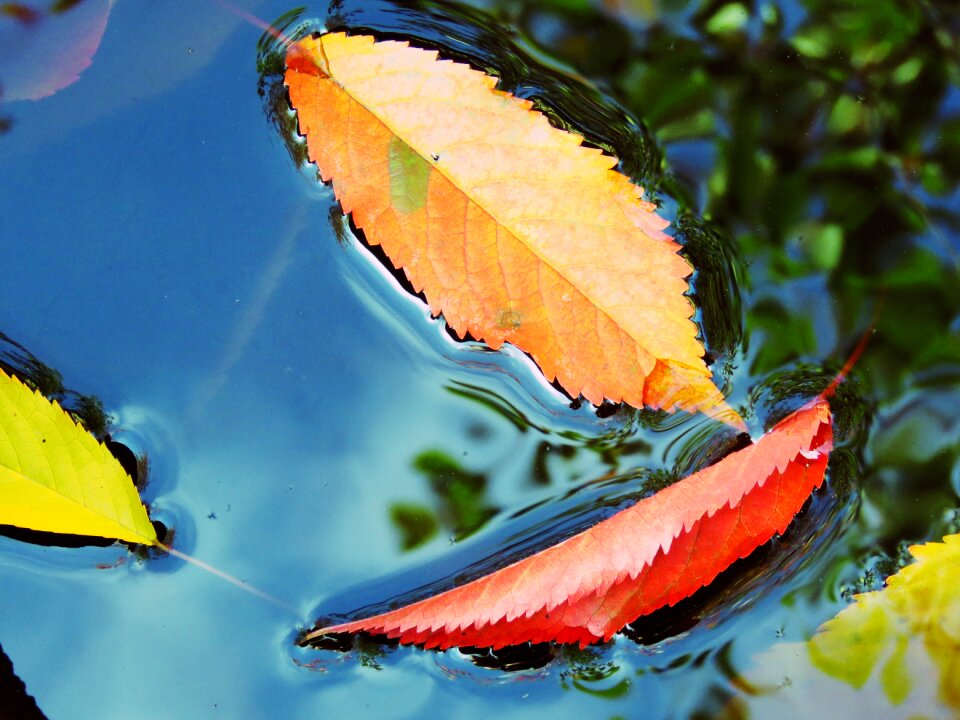 Red orange sheet in the water