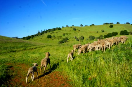 Flocking Back to the Hills of Cronan Ranch photo