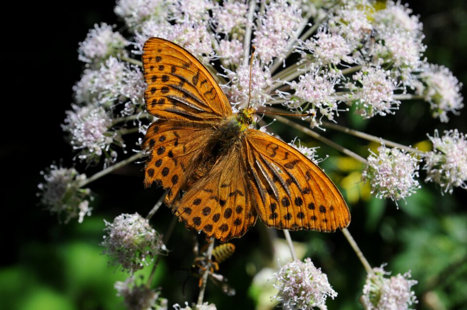 Plant nature insect