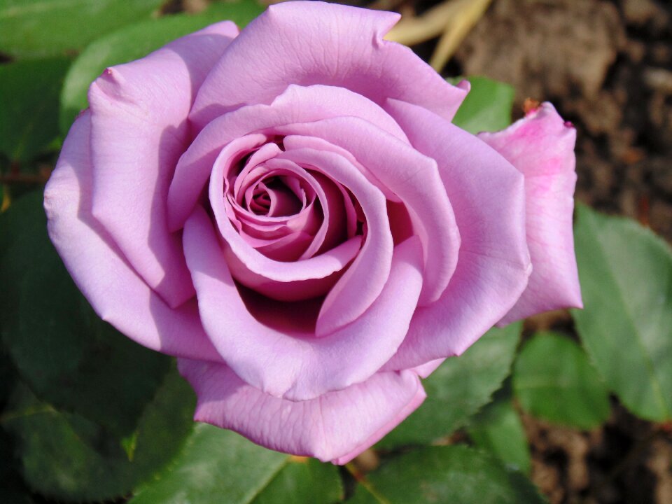 Flower nature garden