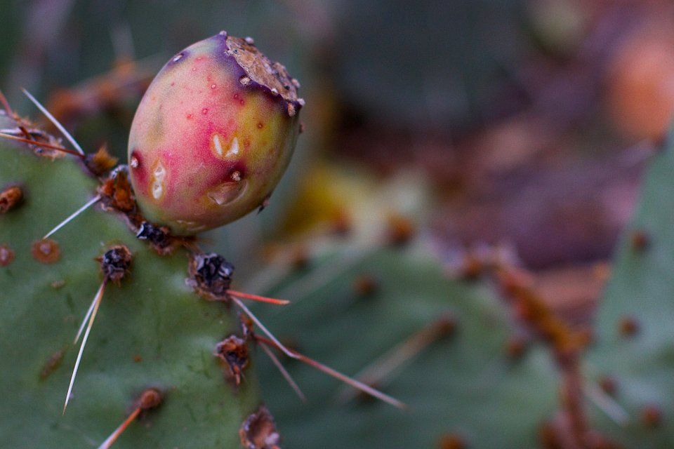 Fat Cactus Fruit