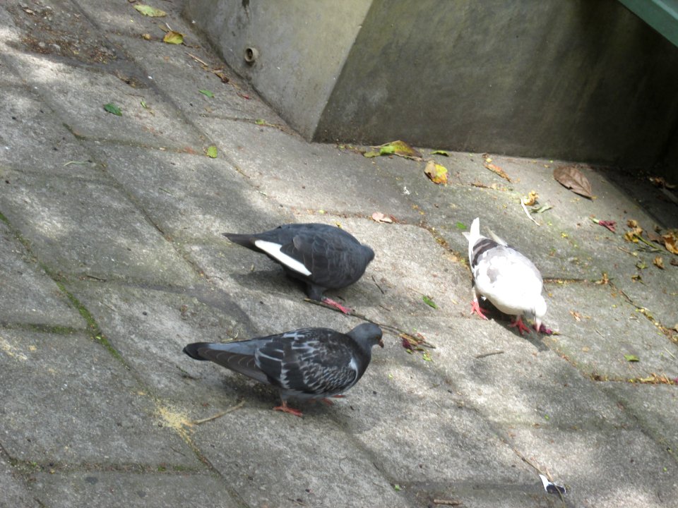 Imagem 032