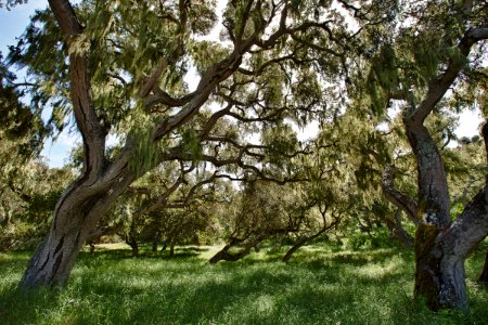 Fort Ord Trees