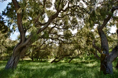 Fort Ord Trees photo