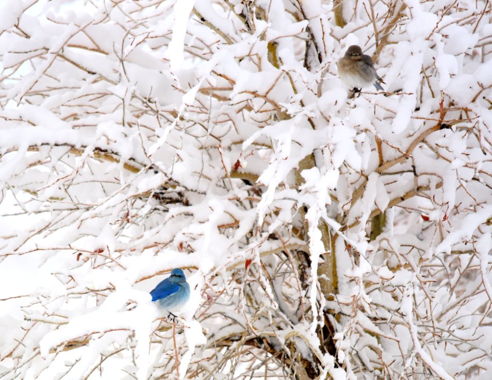 Mountain bluebirds in snow at Seedskadee National Wildlife Refuge