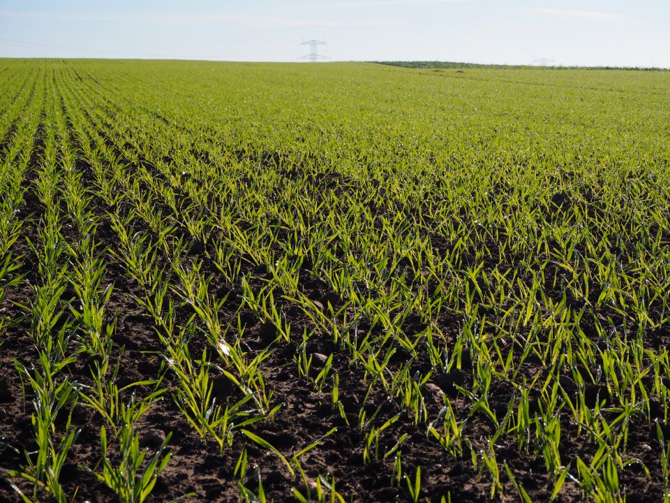 Wheat mark horizon