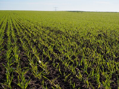 Wheat mark horizon