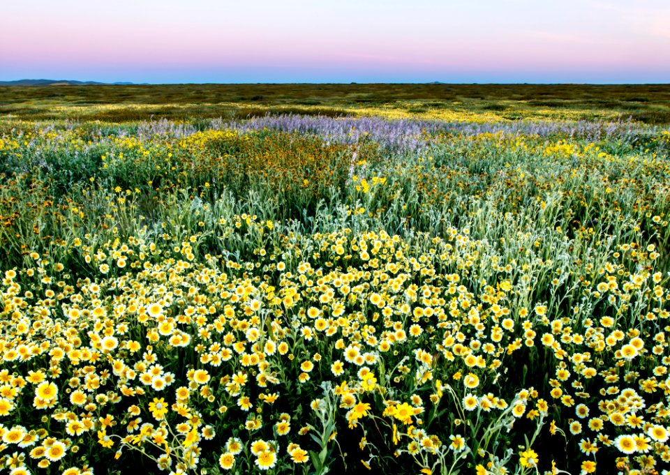 Super Bloom 2017 at Carrizo Plain National Monument