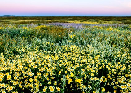 Super Bloom 2017 at Carrizo Plain National Monument