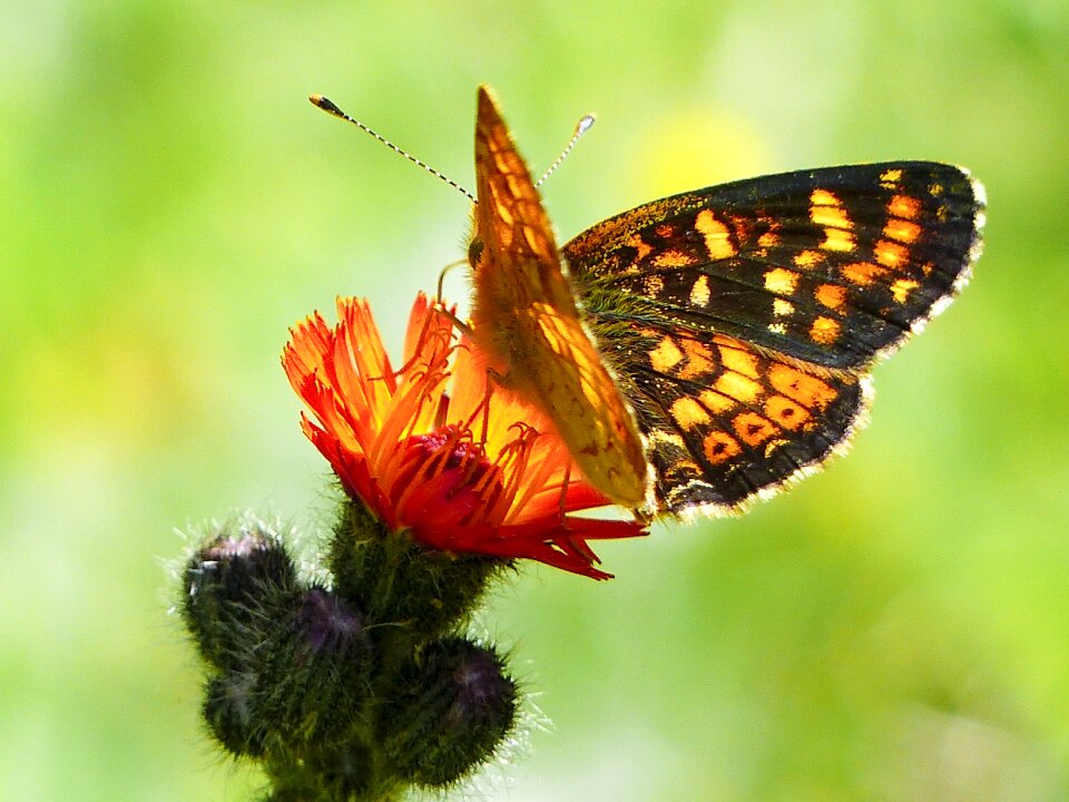 Red wild flower meadow