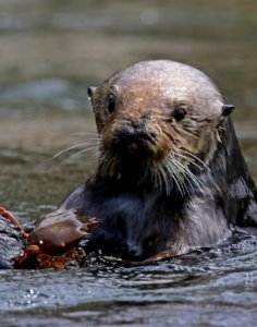 Sea Otter