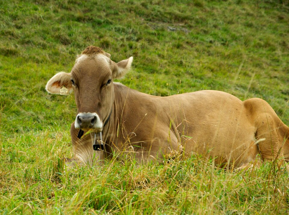 Breeding cattle pasture
