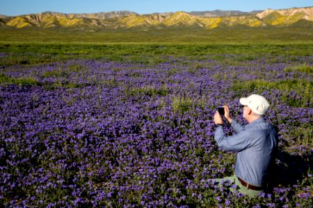 Super Bloom 2017 at Carrizo Plain National Monument