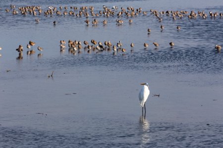 Chincoteague National Wildlife Refuge photo