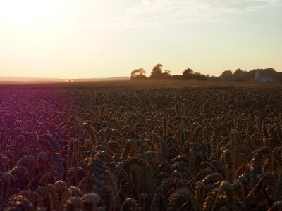Evening sun wheat field mark