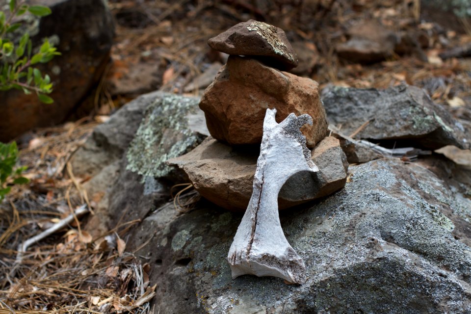 Bone Marker