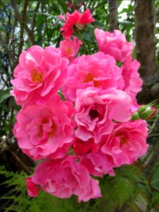 Rose / rosa