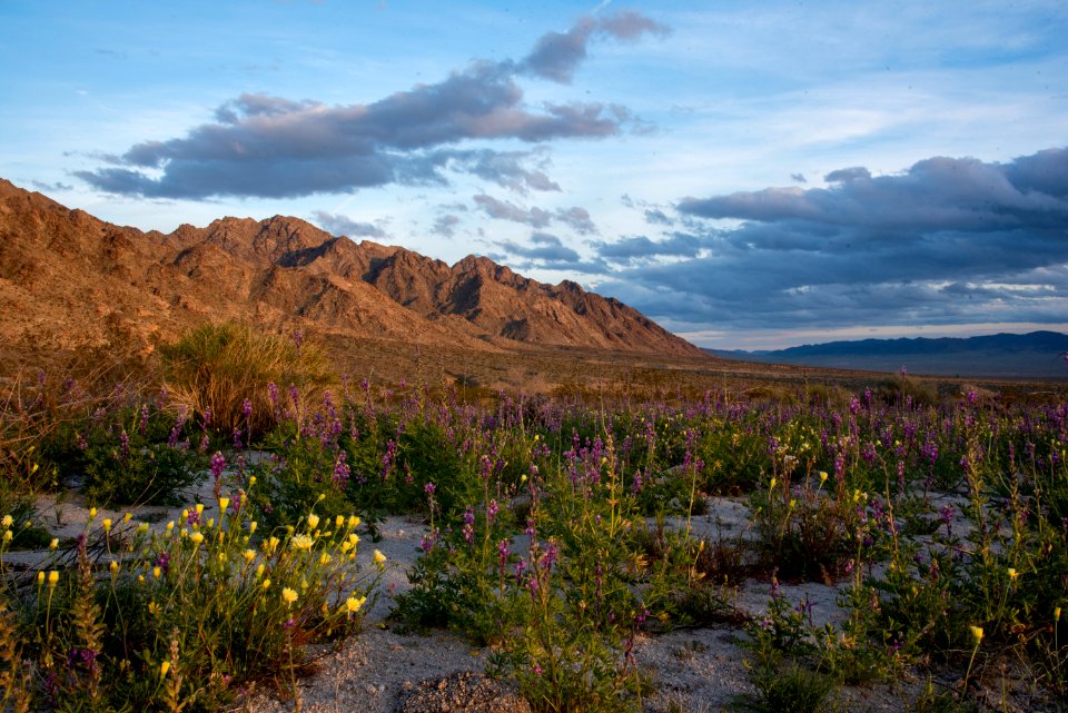 Sheephole Valley Wilderness