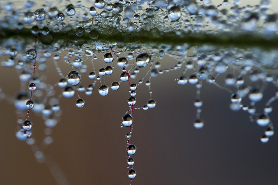 A drop of water the dew pearl