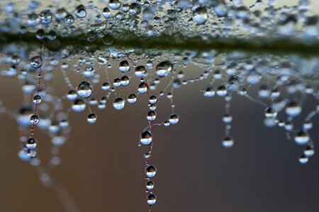 A drop of water the dew pearl
