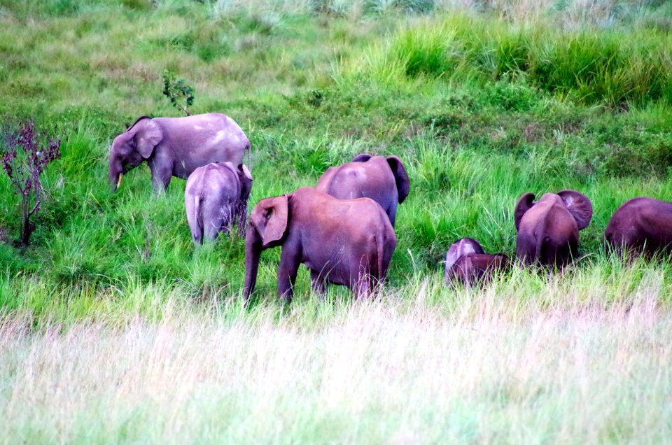 FWS Directer Dan Ashe visits Gabon