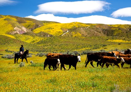 April 2019 Wildflowers at Carrizo Plain National Monument