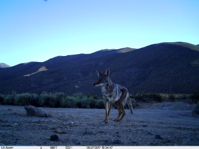 WINNER: Coyote in the Owens Peak Wilderness in the Ridgecrest Field Office