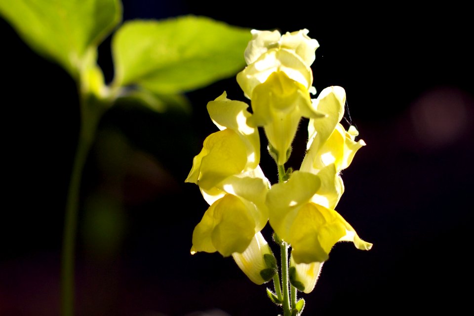 Backlit Snapdragon