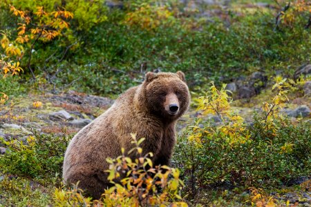 Wild carnivore alaska