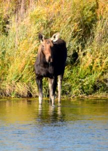 Moose at Seedskadee National Wildlife Refuge