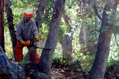 Jim Slices the Tree