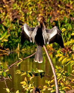 Anhinga