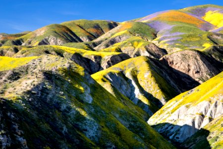 Super Bloom 2017 at Carrizo Plain National Monument