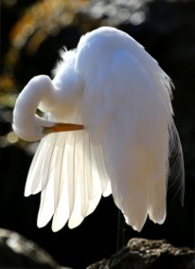 Great Egret photo