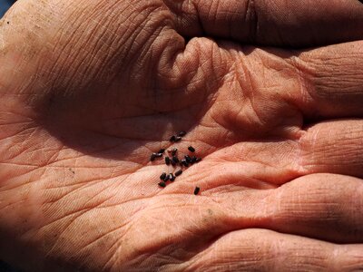See sowing hand photo