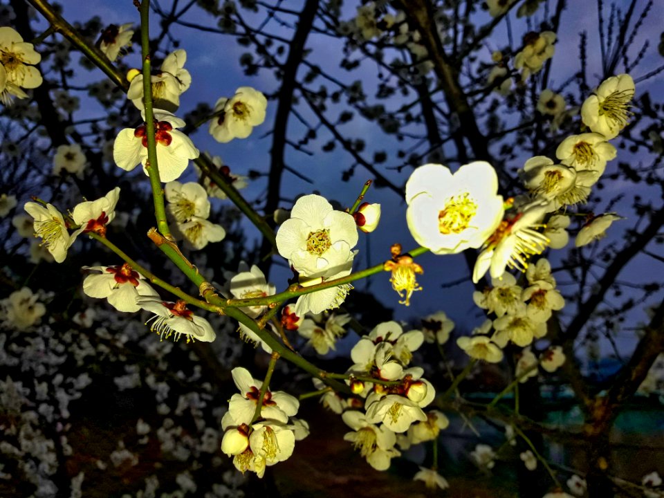 Spring in Korea