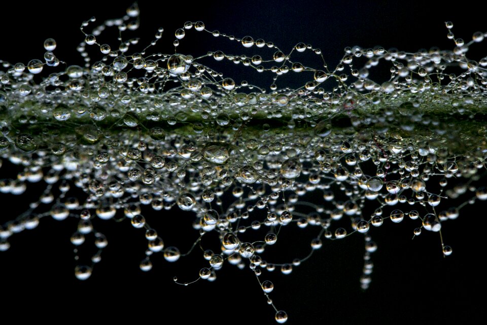 A drop of water the dew pearl