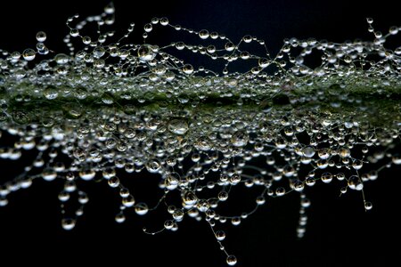 A drop of water the dew pearl