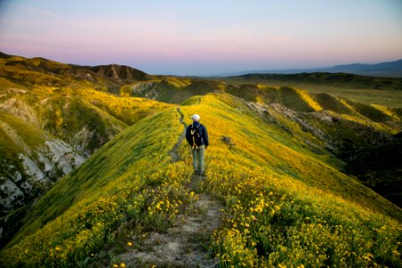 Super Bloom 2017 at Carrizo Plain National Monument