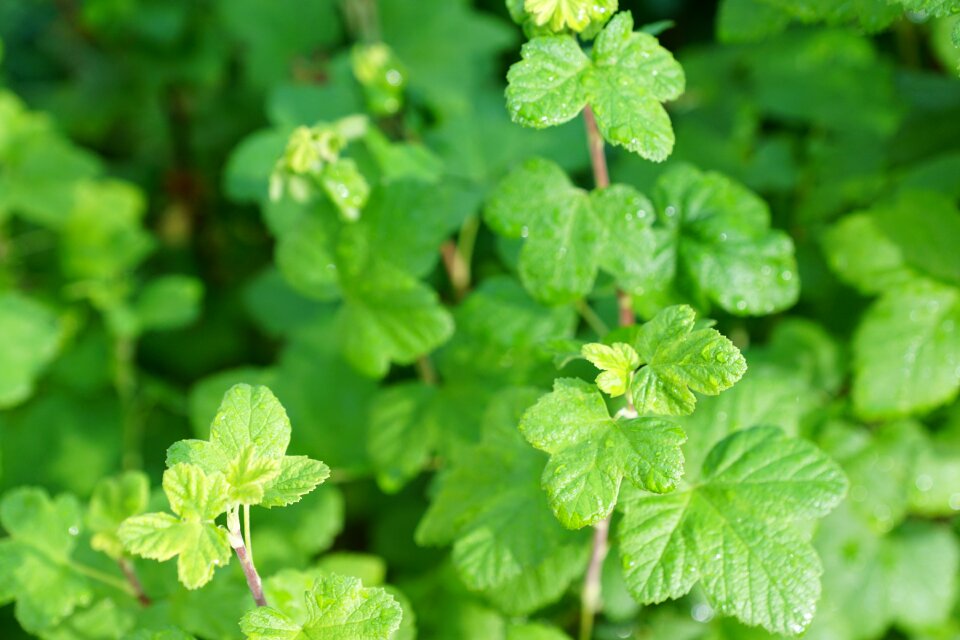 Green spring aroma