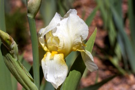 First White Iris on the Scene