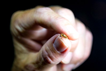Bethany Beach Firefly Survey - 2019