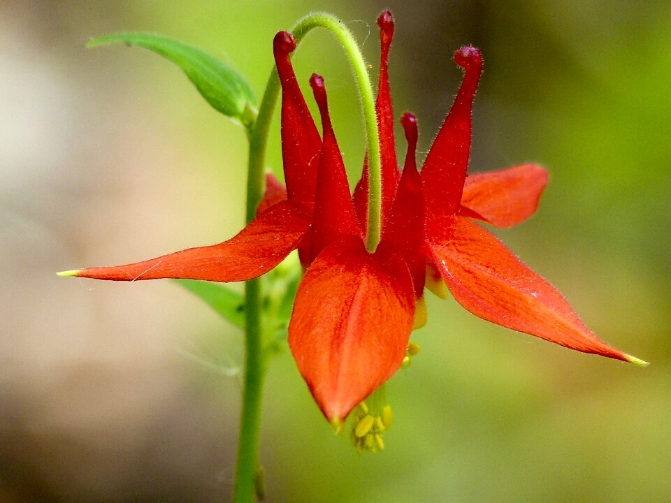 Nature bloom columbine