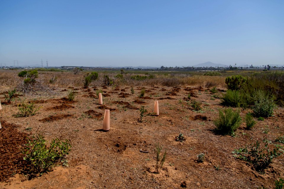 San Diego Bay National Wildlife Refuge - Wilkweed Planting Event