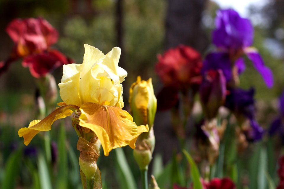 2015/365/141 The Iris Rainbow