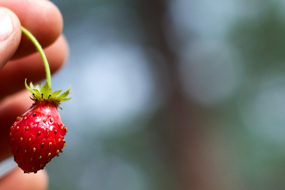 Behold the Single Strawberry