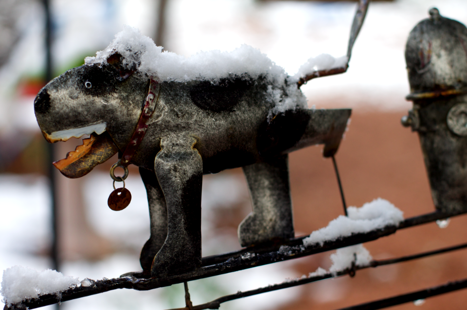 Spike Loves a Snow Day
